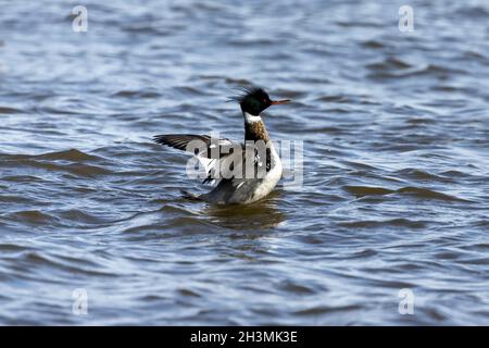 Rotbrusttaucher beim Schwimmen auf dem Lake Michigan. Stockfoto