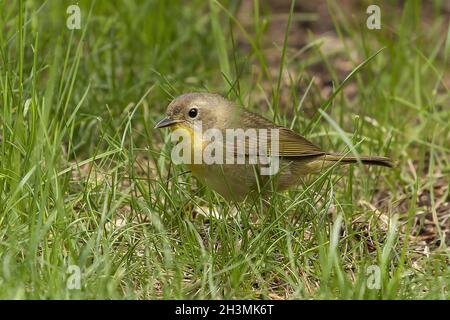Der gewöhnliche Gelbkehlchen auf der Wiese. Stockfoto