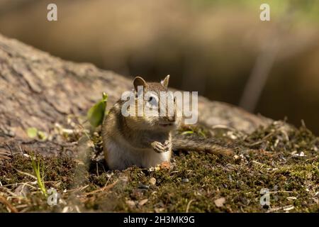 Der östliche Chippmunk ist Nagetierart, die im östlichen Nordamerika lebt Stockfoto