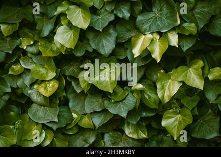 Die Wand ist mit Efeu bewachsen. Sukulente Blätter von schöner Form. Grüner floraler Hintergrund. Mischt sich mit dunkelgrün und hellem g Stockfoto