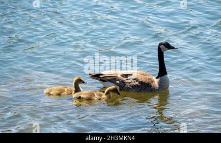 Erwachsenenaufsicht: Kanadagänse und zwei Gänse: Eine Erwachsene Kanadagänse begleitet eine Familie von 2 jungen Gänsen beim Schwimmen in einem Park-Teich. Stockfoto