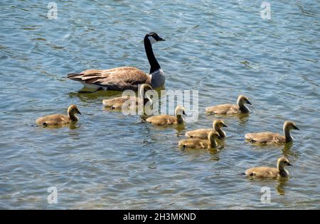 Erwachsenenaufsicht: Kanadagänse und Gänse: Eine Erwachsene Kanadagänse begleitet eine Familie von 8 jungen Gänsen beim Schwimmen in einem Park-Teich. Stockfoto