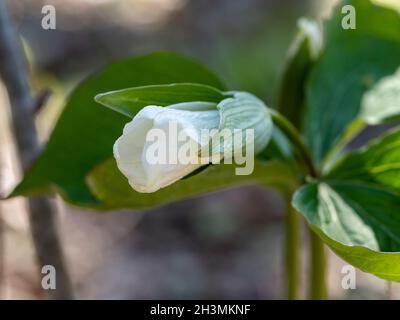 Weiße Trillium-Blütenknospe: Eine strahlend weiße trillium-Blütenknospe, die gerade kurz vor der Öffnung im Frühlingssonne auf dem Waldboden steht. Stockfoto