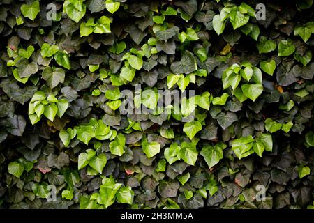 Grüner floraler Hintergrund oder Textur. Grüne Efeu Pflanze Hecke. Abwechselnd hellgrüne und dunkelgrüne Efeu-Blätter Stockfoto