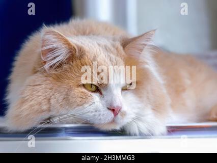 Ginger White Cat Nahaufnahme Tierporträt. Stockfoto