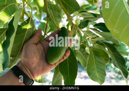 Bio-grüne Avocado-Frucht, die an einem Ast hängt, der Mann hält sich in der Hand und zeigt der Kamera. Stockfoto