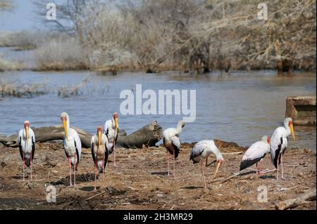 Gruppe von Gelbschnabelstorch (Mycteria ibis), Lake Manyara National Park, Mto wa Mbu, Tansania, Afrika Stockfoto