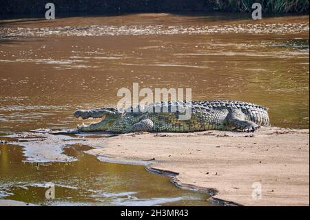 Riesiges Nilkrokodil, Crocodylus niloticus, am Flussufer des Mara-Flusses, Serengeti-Nationalpark, Tansania Stockfoto