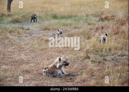 Gesichtet Hyänen Puppys (Crocuta crocuta) in den Höhle im Serengeti Nationalpark, UNESCO-Weltkulturerbe, Tansania, Afrika Stockfoto