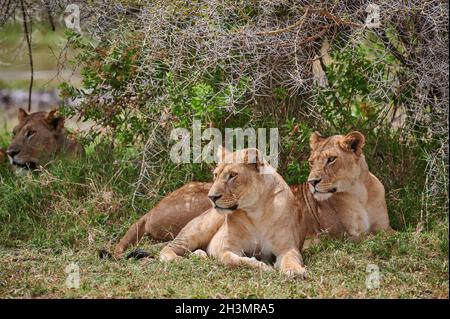 Stolz auf die Löwin (Löwe, Panthera leo) im Lake Manyara National Park, Mto wa Mbu, Tansania, Afrika Stockfoto