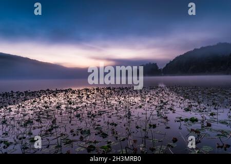 Lily Pads und Schilf erwarten den Sonnenaufgang am Red House Lake, Allegany State Park, Cattaraugus Co., New York, Stockfoto