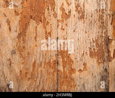 Alte Holzoberfläche aus verblassenem Holz mit abblätterndem braunem Lack Stockfoto