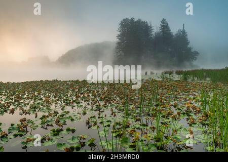 Lily pads and Schilf on Foggy Red House Lake at Dawn, Allegany State Park, Cattaraugus Co., New York Stockfoto