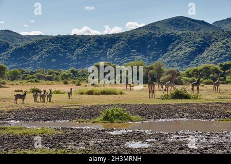 Masai Giraffen (Giraffa tippelskirchii) und Zebras (Equus quagga) im Lake Manyara National Park, Mto wa Mbu, Tansania, Afrika Stockfoto