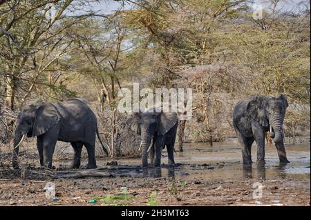 Drei afrikanische Buschelefanten (Loxodonta africana), Lake Manyara National Park, Mto wa Mbu, Tansania, Afrika Stockfoto