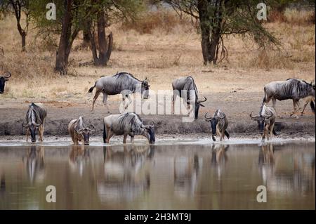 Gnus-Herde am Wasserloch, Tarangire-Nationalpark, Tansania, Afrika Stockfoto