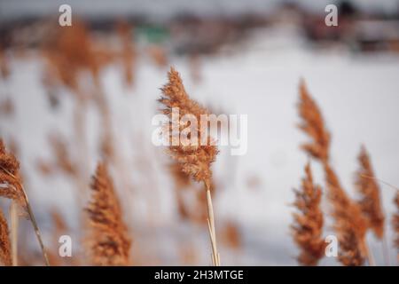 Winterlandschaft. Natürlicher Hintergrund von trockenem Schilf auf dem Hintergrund eines gefrorenen Sees, der mit weißem Schnee bedeckt ist Stockfoto