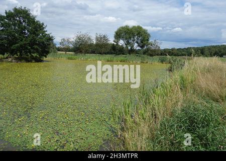 Nymphoides peltata, gefranste Seerose Stockfoto