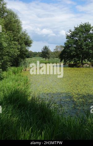 Nymphoides peltata, gefranste Seerose Stockfoto
