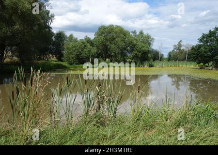 Nymphoides peltata, gefranste Seerose Stockfoto