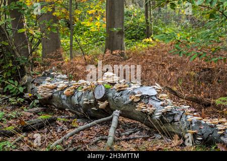 Porzellanpilz (Oudemansiella mucida) Haufen Pilze / Pilze wachsen auf gefallenen und verfaulenden Buchenstamm im Wald im Herbst Stockfoto