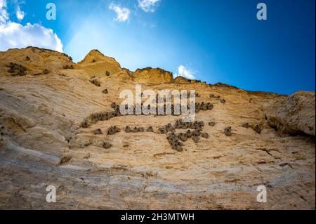 In die Felswand von Monument Rocks im ländlichen Kansas, USA, integrierte Schlammhäuser von Cliff Swallow Stockfoto