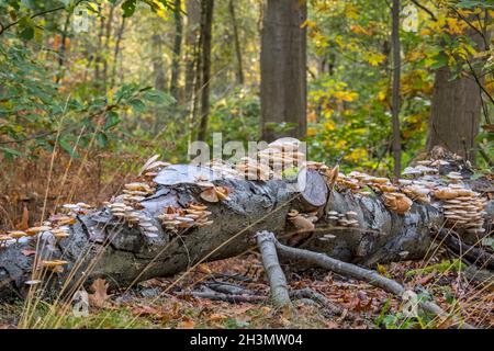 Porzellanpilz (Oudemansiella mucida) Haufen Pilze / Pilze wachsen auf gefallenen und verfaulenden Buchenstamm im Wald im Herbst Stockfoto