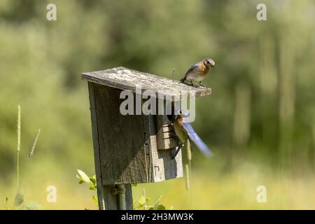 Östlichen Bluebirds Stockfoto