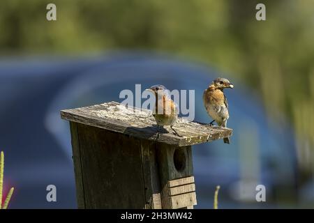 Naturszene aus Wisconsin Stockfoto