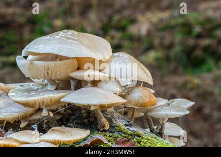 Porzellanpilz (Oudemansiella mucida) Haufen Pilze / Pilze wachsen auf gefallenen und verfaulenden Buchenstamm im Wald im Herbst Stockfoto