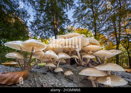 Porzellanpilz (Oudemansiella mucida) Haufen Pilze / Pilze wachsen auf gefallenen und verfaulenden Buchenstamm im Wald im Herbst Stockfoto