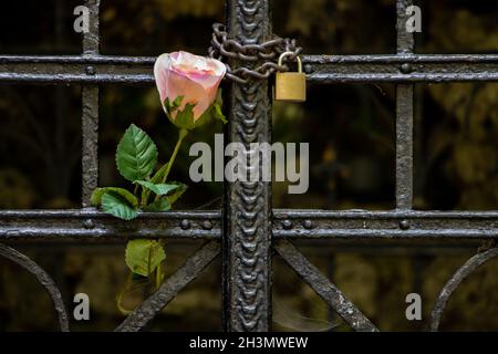 Eine Rose versteckt zwischen den Riegel eines verschlossenen Tores Stockfoto