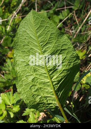Nahaufnahme eines großen jungen, gemeinsamen Dockblattes in Waldvegetation im Frühlingssonne Stockfoto