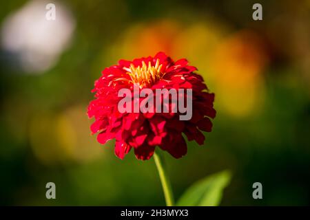 Schöne Gartenblumen in bunten Herbstfarben auf einem Hintergrund von Bokeh Stockfoto