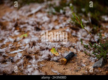 Verbrauchte Patrone liegt zwischen Federn. Hochwertige Fotos Stockfoto