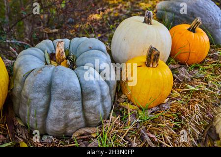 Herbstdekor aus Heuballen mit einzigartigen Kürbissen in Grau, Gelb, Weiß und Orange Stockfoto