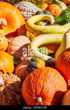 Haufen ungewöhnlicher Herbstkürbisse und Kürbisse Stockfoto