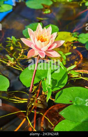 Wunderschöne rosa Seerosenunterlage blüht im Wasser Stockfoto
