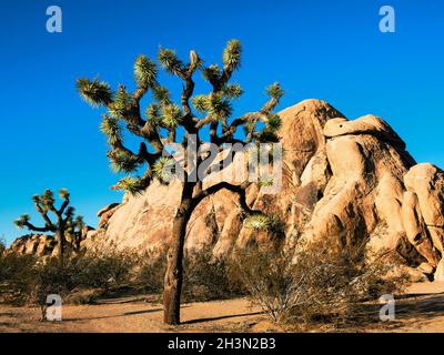 Wüstenlandschaft mit Joshua Trees, Joshua Tree National Park, Kalifornien Stockfoto