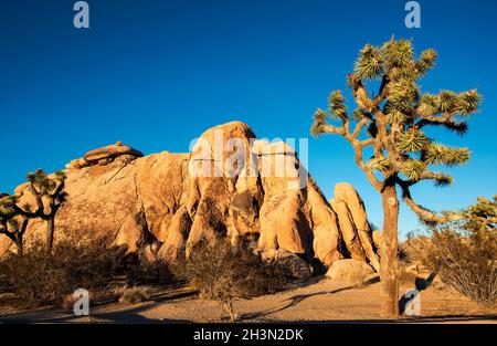 Wüstenlandschaft mit Joshua Trees, Joshua Tree National Park, Kalifornien Stockfoto