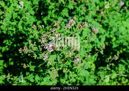 Viele frische grüne Blätter und lila Blüten der Thymus serpyllum Pflanze, bekannt als Breckland wilden Thymian, kriechende oder Elfin Thymian in direktem Sonnenlicht, in einem Stockfoto
