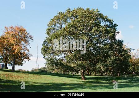 Crystal Palace Park im Herbstsonnenlicht, South East London, Großbritannien, mit dem Fernsehsender im Hintergrund Stockfoto