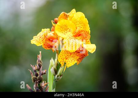 Lebhaft gelbe Blüten der Canna indica, allgemein bekannt als Indian Shot, African ARROWRoot, essbare Canna, lila ARROWRoot oder Sierra Leone ARROWRoot, in s Stockfoto