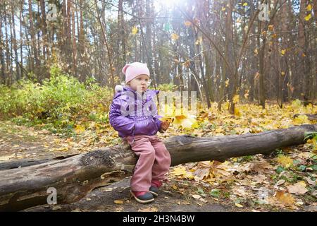 Das Mädchen sitzt auf einem gefallenen Baumstamm im sonnigen gelben Herbstwald. Stockfoto