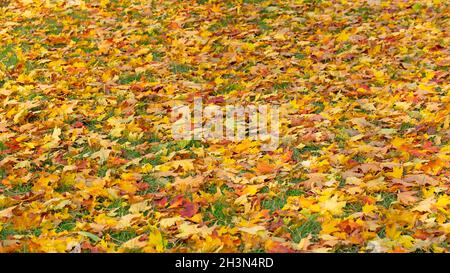 Bunte Ahornblätter im Herbst auf einer Wiese Stockfoto
