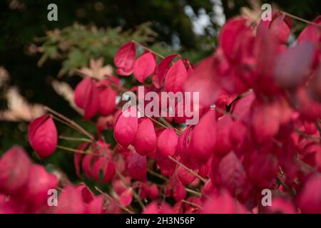 Die feurige Herbstfärbung des Baumes Spindel, Euonymus alatus Stockfoto