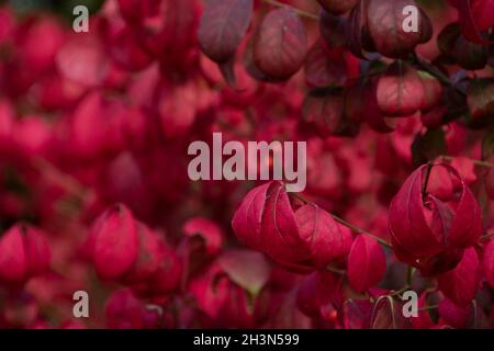 Die feurige Herbstfärbung des Baumes Spindel, Euonymus alatus Stockfoto