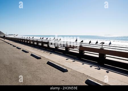 Möwen auf einer Meeresmauer am Strand in Ventura, Kalifornien Stockfoto