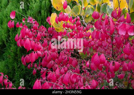 Die feurige Herbstfärbung des Baumes Spindel, Euonymus alatus Stockfoto