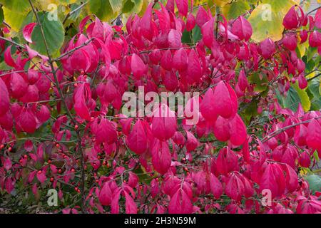 Die feurige Herbstfärbung des Baumes Spindel, Euonymus alatus Stockfoto